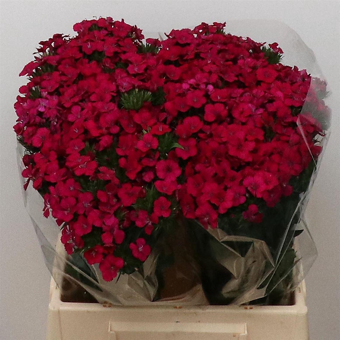 <h4>Di Barb Amazon Cherry Super</h4>