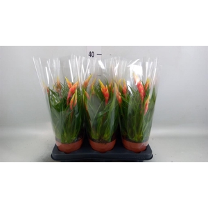 Vriesea  'Shannon'