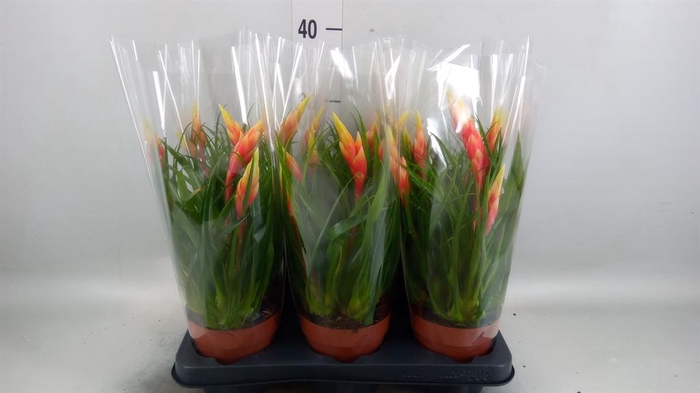 <h4>Vriesea  'Shannon'</h4>