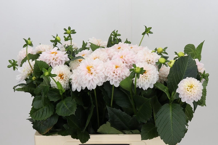 <h4>Dahlia Light Wizard</h4>
