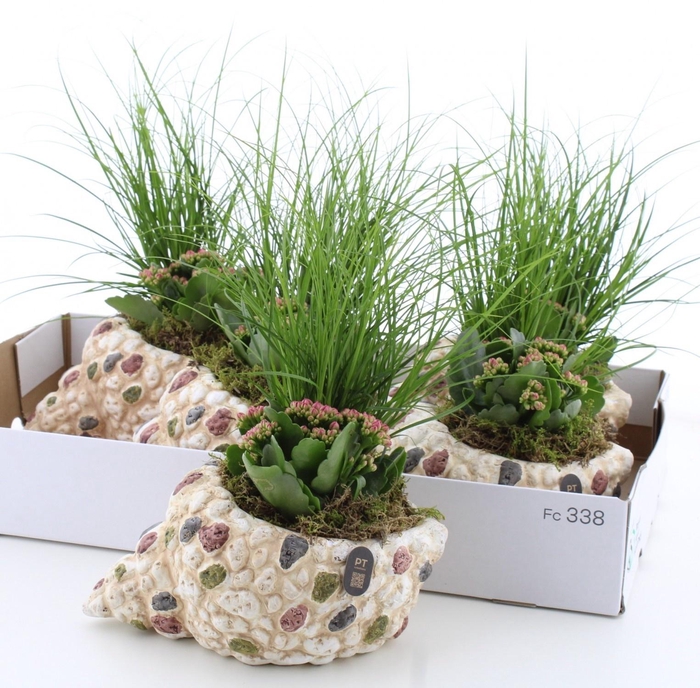 <h4>ARR TUINPLANTEN</h4>