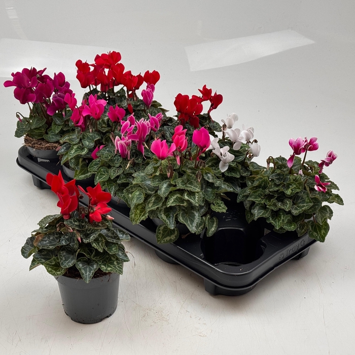 <h4>CYCL MD GARDEN</h4>
