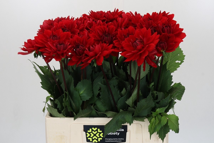 <h4>Dahlia Heatwave</h4>