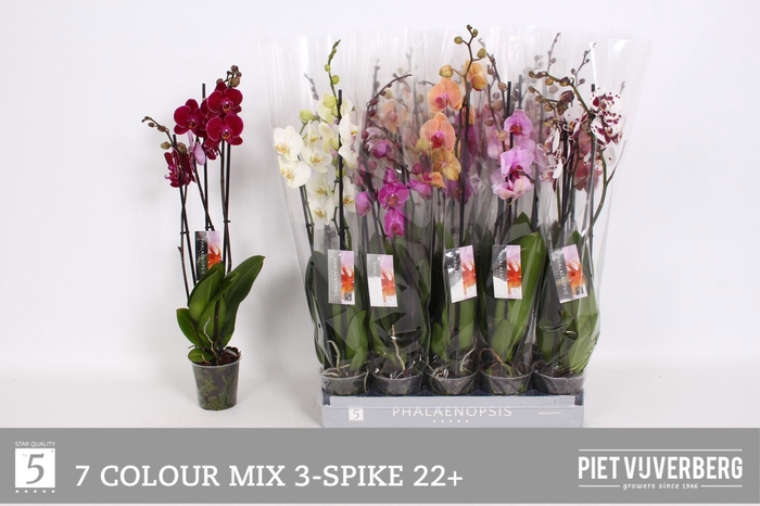 <h4>PHAL GEM 7 KL</h4>