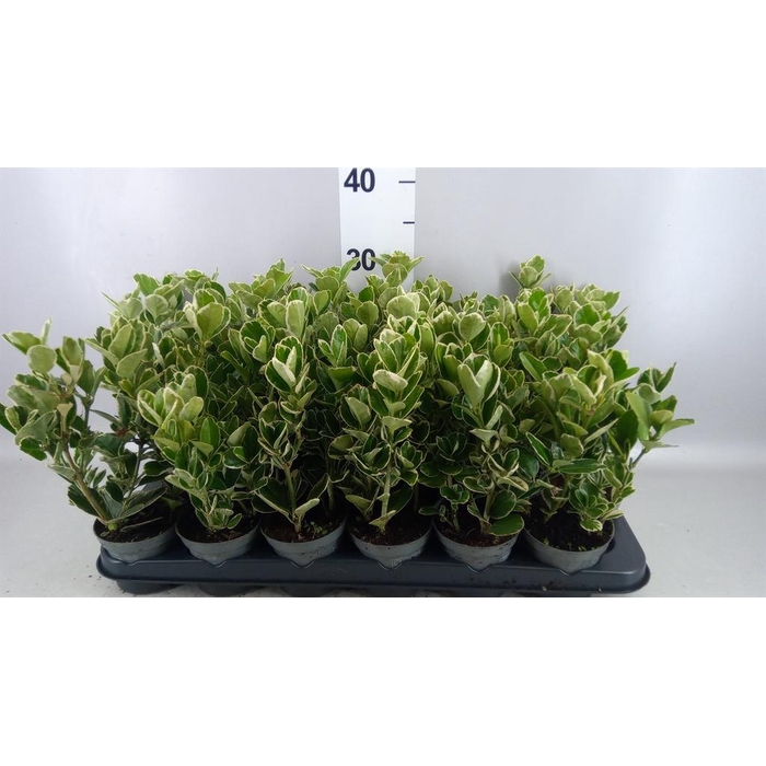 <h4>Euonymus fortunei 'Silver Queen'</h4>