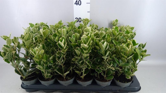 <h4>Euonymus fortunei 'Silver Queen'</h4>