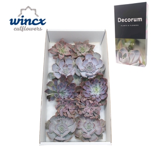 Echeveria Love Mix (wincx) Cutfl (5 Spcs) Wincx-12