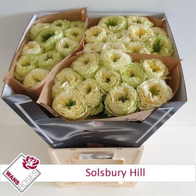 <h4>R GR SOLSBURY HILL</h4>
