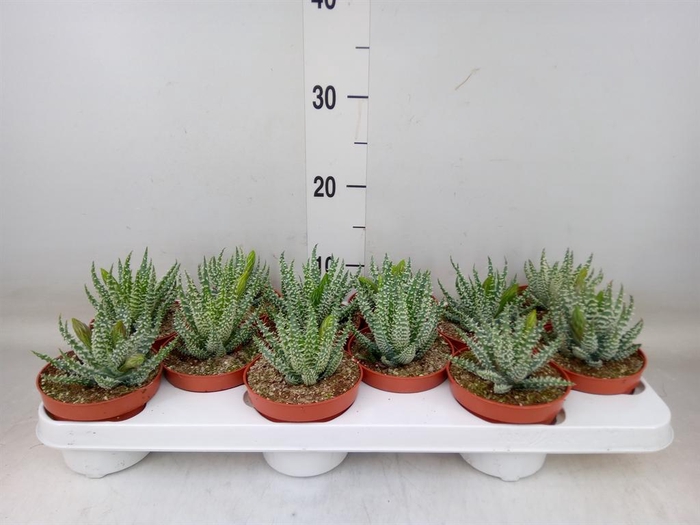 <h4>Aloe humilis</h4>