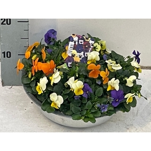 Viola (Cornuta Grp.) gemengd Blauw Geel Oranje