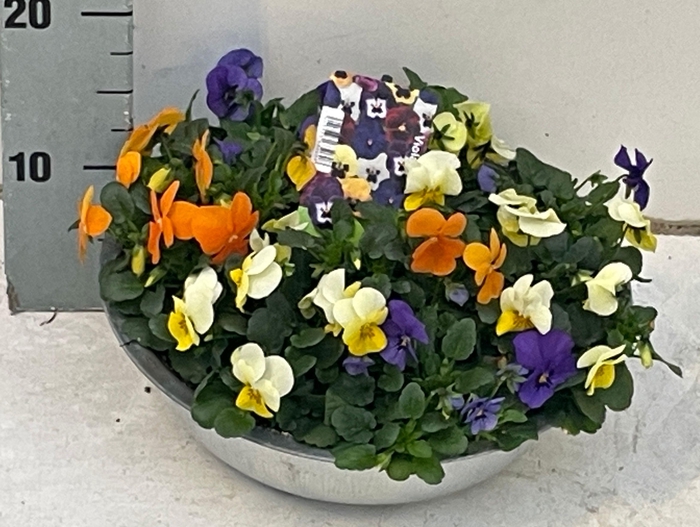 <h4>Viola (Cornuta Grp.) gemengd Blauw Geel Oranje</h4>