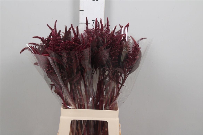 <h4>Amar Cr Velvet</h4>