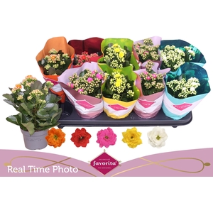 KAL GE PERF GEM 5 KL