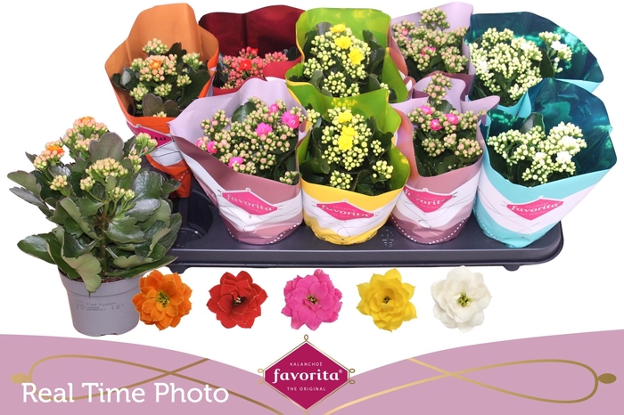 <h4>KAL GE PERF GEM 5 KL</h4>