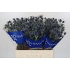 Eryngium Blue Dynamite