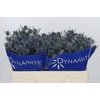 Eryngium Blue Dynamite