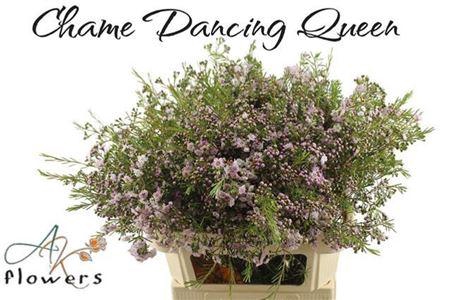 <h4>Chame Un Danc Queen</h4>