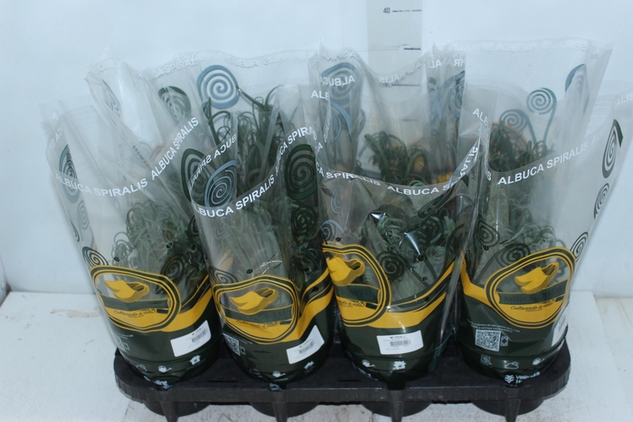 <h4>ALBUCA SPIRALIS P14 SEM FLOR</h4>
