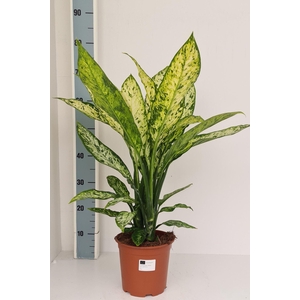 Dieffenbachia Vesuvius
