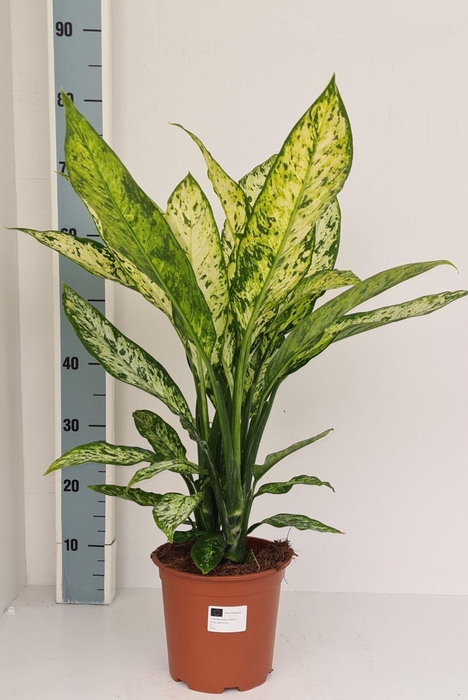 <h4>Dieffenbachia Vesuvius</h4>