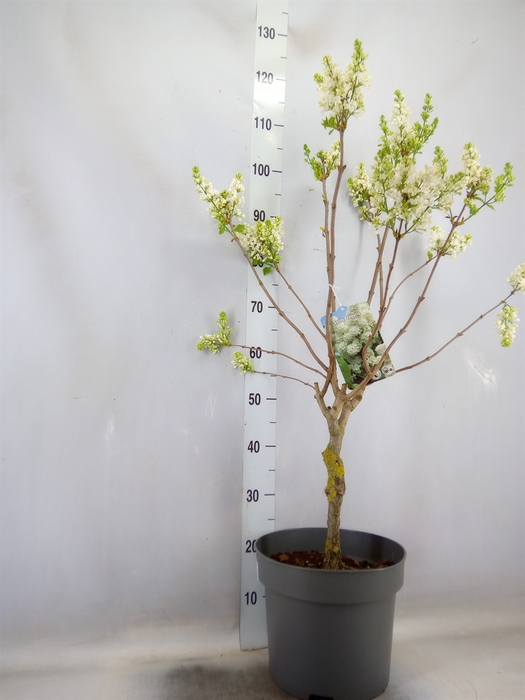 <h4>Syringa vulg. 'Mme Florent Stepman'</h4>