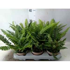 Polystichum tsus-simense