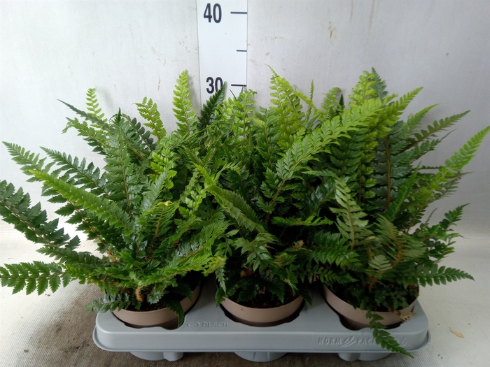 <h4>Polystichum tsus-simense</h4>