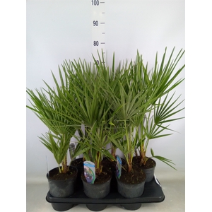 Chamaerops humilis