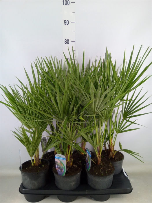 <h4>Chamaerops humilis</h4>