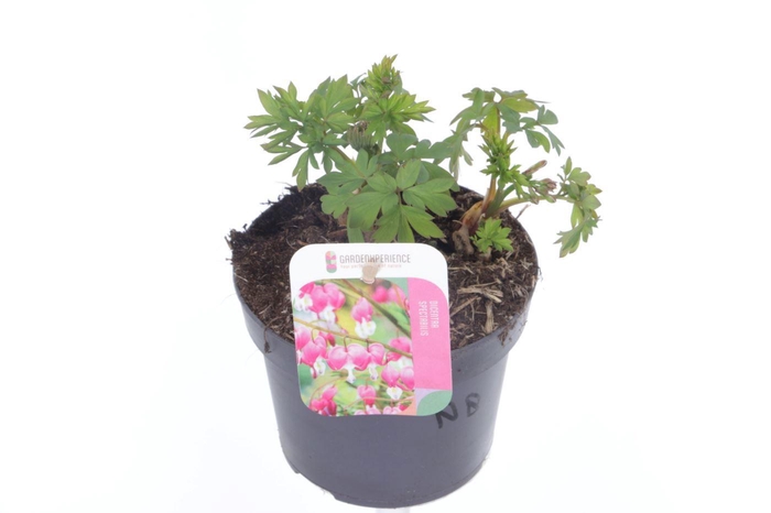 <h4>Dicentra spectabilis</h4>