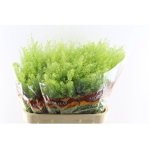 Thlaspi Green Bell 45 Gram