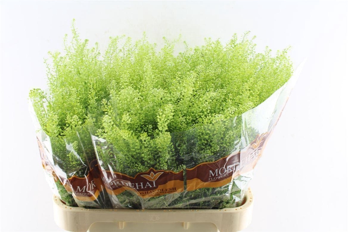 <h4>Thlaspi Green Bell 45 Gram</h4>