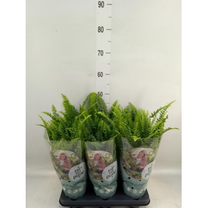 Nephrolepis exal. 'Green Lady'