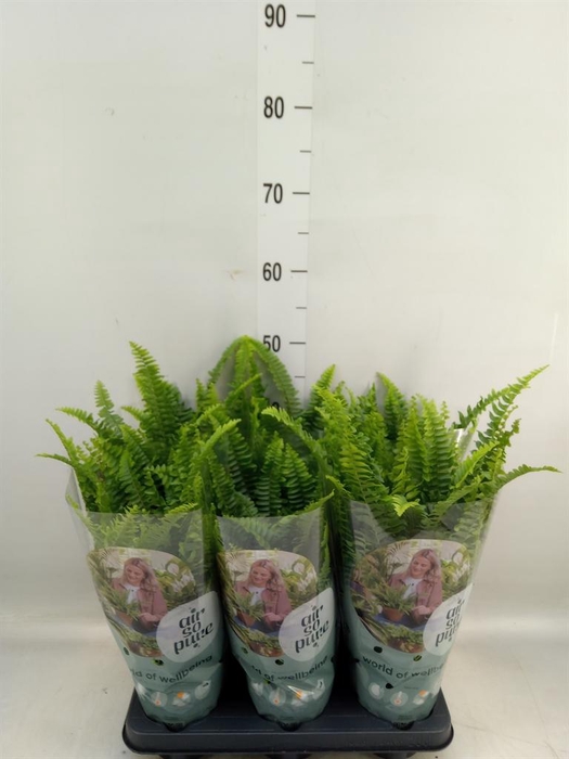 <h4>Nephrolepis exal. 'Green Lady'</h4>