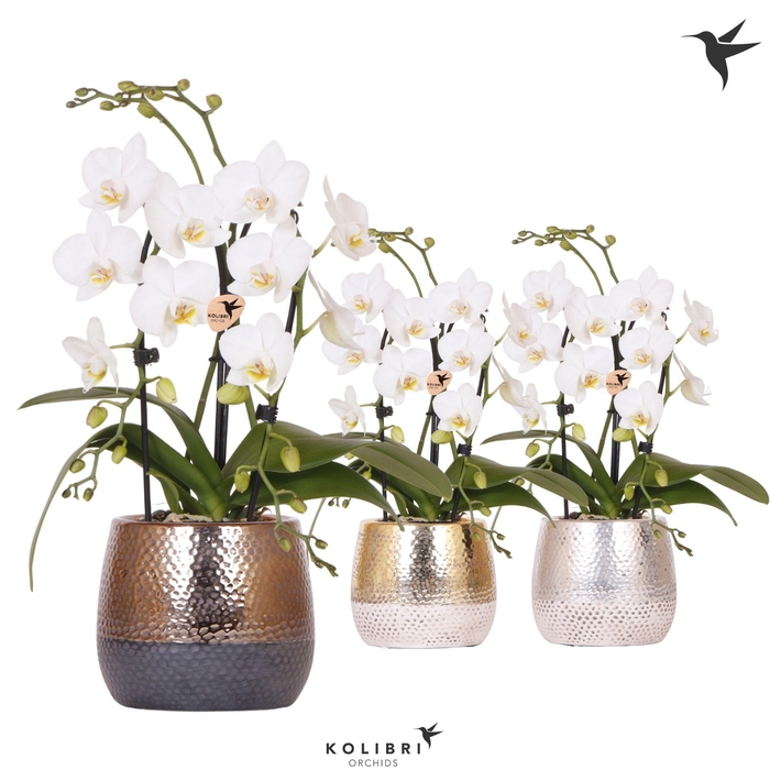 <h4>Kolibri Orchids Phalaenopsis Cascade Niagara Fall white 2 spike in Elite pot mix</h4>