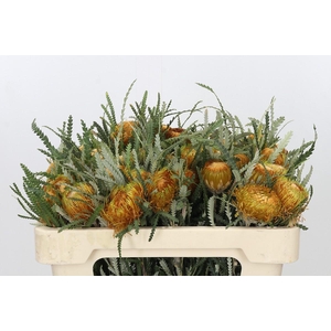 Banksia Dryandra