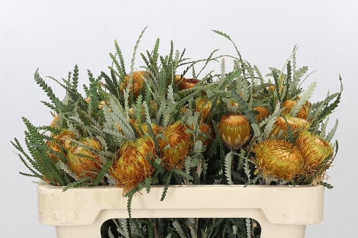 <h4>Banksia Dryandra</h4>