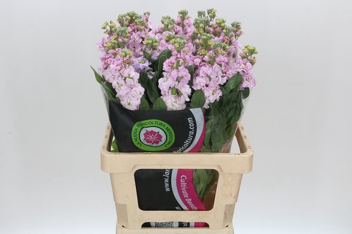 Matthiola Iron Cherryblossom