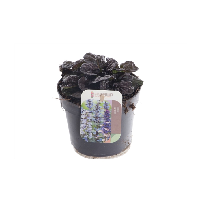 <h4>Ajuga reptans Black Scallop</h4>