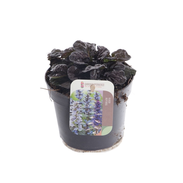 Ajuga reptans Black Scallop