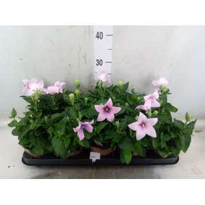 Platycodon grand. 'Astra Pink'
