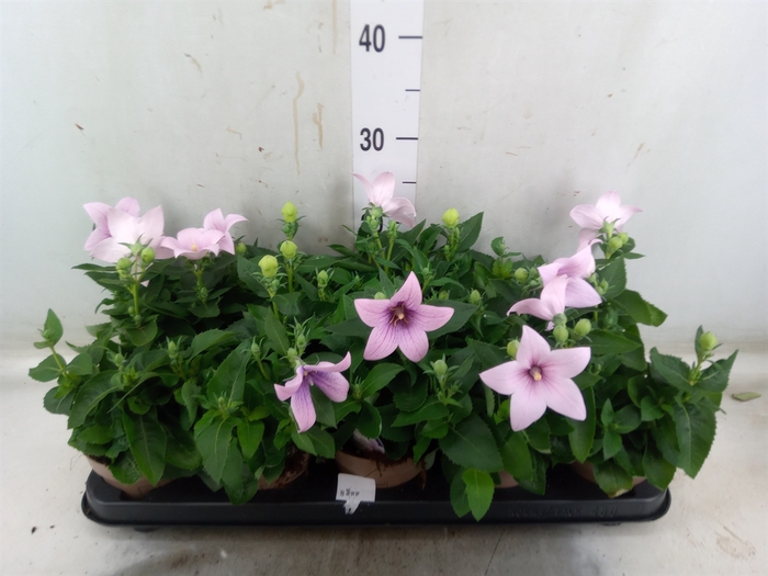 <h4>Platycodon grand. 'Astra Pink'</h4>