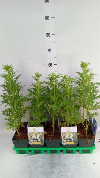 <h4>Aconitum   ...</h4>