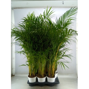Dypsis lutescens   ...Chrysalidoca