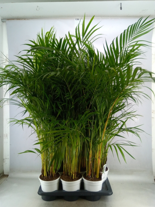 <h4>Dypsis lutescens   ...Chrysalidoca</h4>