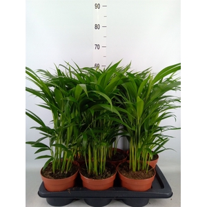 Dypsis lutescens   ...Chrysalidoca