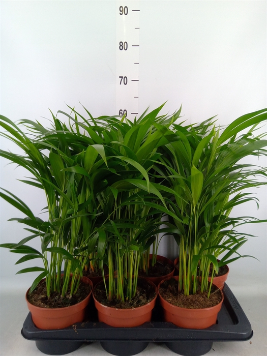 <h4>Dypsis lutescens   ...Chrysalidoca</h4>