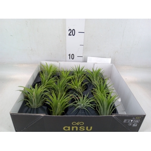Tillandsia ionantha