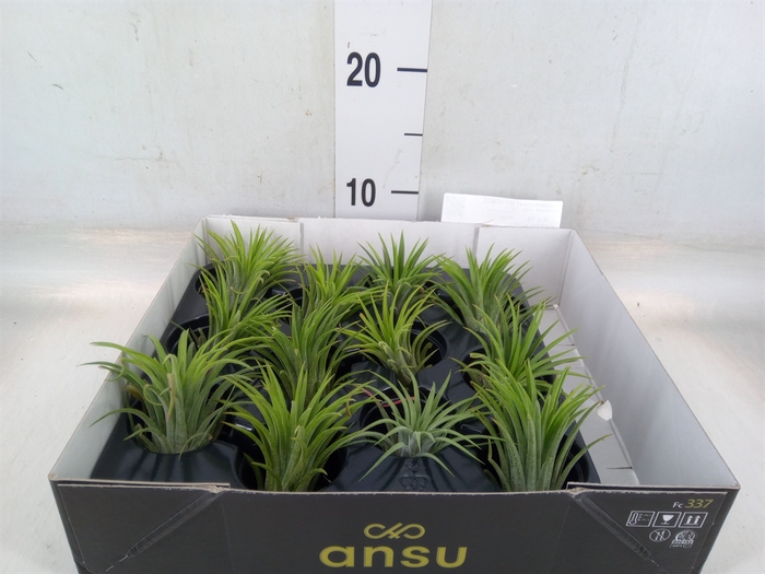 <h4>Tillandsia ionantha</h4>