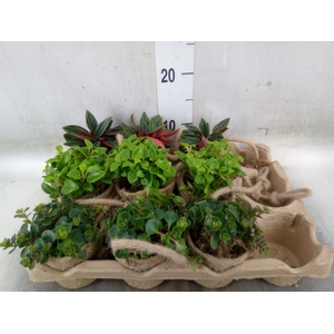 Arr.   Kamerplant Groen L%